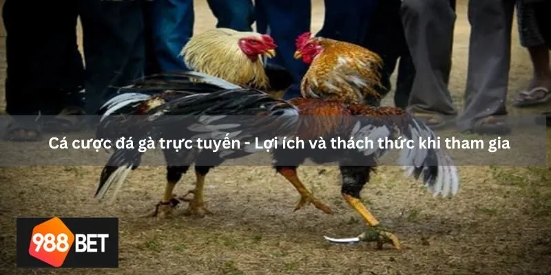 Cá cược đá gà trực tuyến - Lợi ích và thách thức khi tham gia