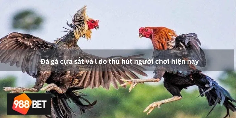 Đá gà cựa sắt và lý do thu hút người chơi hiện nay