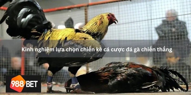 Kinh nghiệm lựa chọn chiến kê cá cược đá gà chiến thắng
